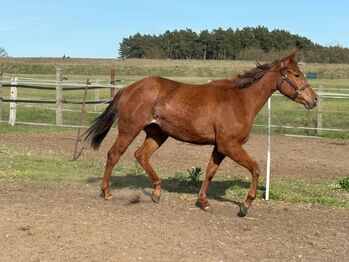 Top Reiningabstammung - perfektes Nachwuchspferd für Sport & Freizeit, Kerstin Rehbehn (Pferdemarketing Ost), Pferd kaufen, Nienburg
