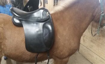 Top Reiter Sattel, Top Reiter  Sport , Franzi Lohfink , Icelandic Saddle, Marbach 