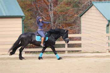 Top talent RIDE&Drive black Friesian gelding