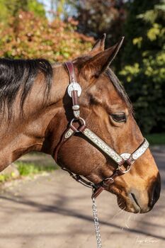 Top ausgebildete Quarter Horse Stute