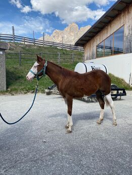 TOP Reining Nachwuchs Stute