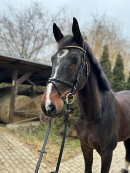 top freizeit partner, Miloš Rajna , Horses For Sale, Prešov