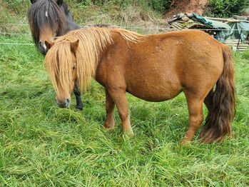 Top Zuchtstute Original Shetland, Nadine  (Shettyzucht Frechdachs ), Pferd kaufen, Heringen
