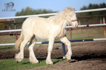 Top class gypsy/rish cob, DOUBLE CREAM GENE, Zalia Stud, Horses For Sale, Strykow