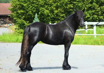 Top quality FELL PONY  mare