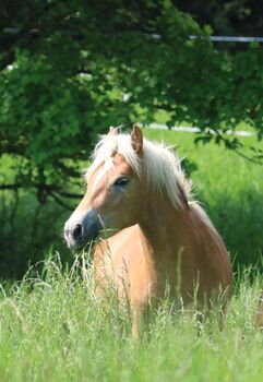 Top moderner Haflinger auch für Fahrsport