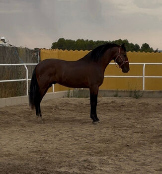 Top 4 years old spanish stallion