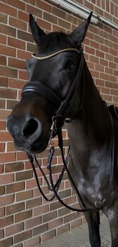 Top Dressur Pferd zu Verkaufen