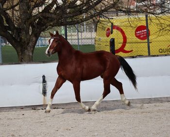 Top Freibergerwallach, 4. Platz am Feldtest, Marianne, Horses For Sale, Solothurn 