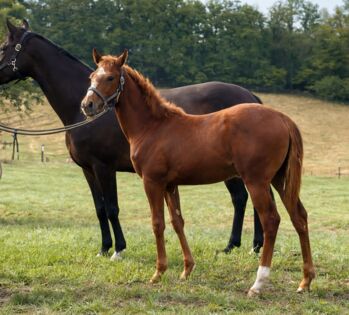 Top-Jährlingsstute mit viel Potenzial!, Pauline Sophie Frahnow, Horses For Sale, Berlin