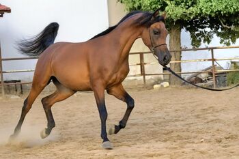 Top class stallion by Marajj