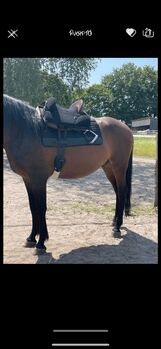 Top Sattel: Signum Omega Vaquero, 17,5 Zoll – neuwertiger Zustand!, Signum Omega Vaquero, Nina, Other Saddle, Berlin