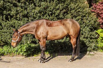 Top ausgebildete Quarter Horse Stute, Kerstin Rehbehn (Pferdemarketing Ost), Horses For Sale, Nienburg