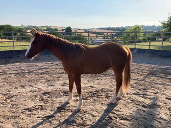 Topsail Whiz Enkel mit coolem Charakter