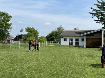 Top-Stall für bis zu 5 Pferde / 8 Ponys im Weinviertel, Claudia, Equestrian Properties, Kleinharras