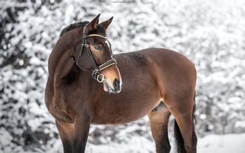 Total freundlicher Wallach, Sophie Kneidinger, Horses For Sale, Am Landlberg