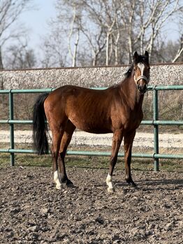Toucento Nachkomme – 3-jährige Stute, Leonie Sophie Gensbichler , Horses For Sale, Wien  