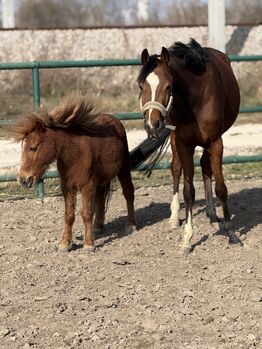 Toucento Nachkomme – 3-jährige Stute