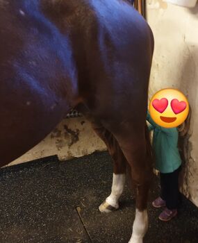 Traber als Freizeit Pferd, Denise , Pferd kaufen, Berlin