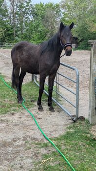 Traber mix, Willow , Pferd kaufen, Rhauderfehn