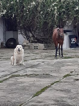 TRABERWALLACH 9 jahre, Daniela Pabisch , Horses For Sale, Thaya