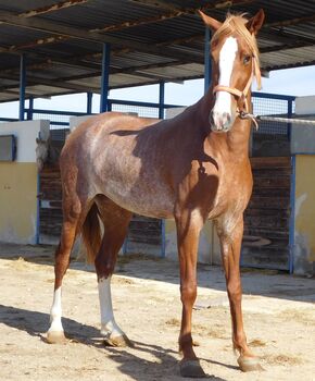 Tragende PRE Stute in Rubicano!, Post-Your-Horse.com (Caballoria S.L.), Horses For Sale, Rafelguaraf