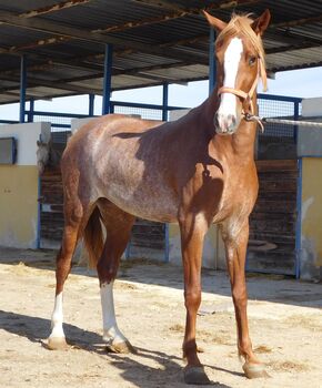 Tragende PRE Stute in Rubicano!, Post-Your-Horse.com (Caballoria S.L.), Konie na sprzedaż, Rafelguaraf