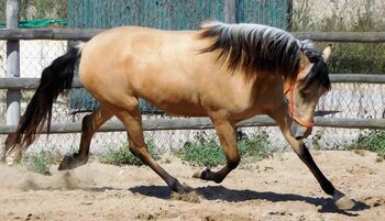 Tragende PRE Stute in Sonderfarbe, Post-Your-Horse.com (Caballoria S.L.), Horses For Sale, Rafelguaraf