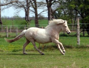 tragende Stute für die Zucht