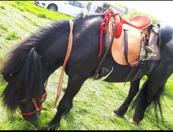 Wanderreitsattel Maßsattel  Endurance Sattelbaum 