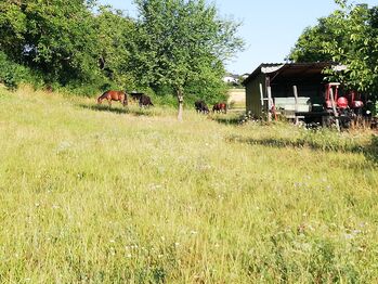 Wanderreiten im Weinviertel