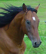 Ausbildung Pferdeakupunktur 2026