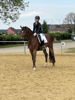 Trakehener Wallach, Tanja , Horses For Sale, Rees