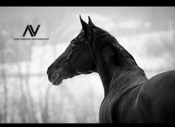 Trakehner Zuchtstute, Magdalena , Horses For Sale, Litzldorf