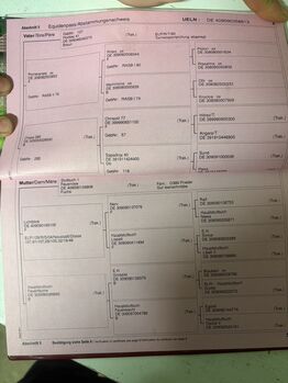 Trakehner Zuchtstute mit seltenem Blut