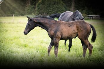 Trakehner Hengstfohlen
