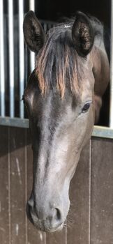 Trakehnerstute 4 jährig (Dressur/Springen/VS), Sonja Tobuschat , Horses For Sale, Blaustein