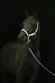 Trakehner Stute, Dressurpferd, Springpferd, Vielseitigkeitspferd,, sabine, Horses For Sale, Frohnhausen Bellenhausen
