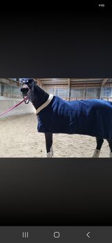 Trakehner Stute zu vergeben, Micki , Horses For Sale, Seebenstein