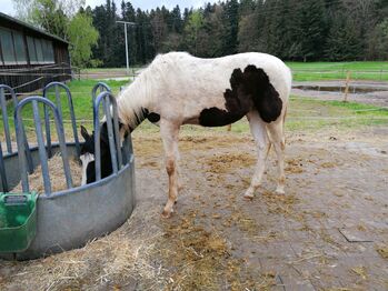 Trakehner Schecke Stute Jährling