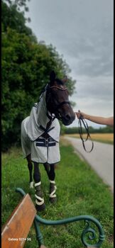 Trakehner Stute zu verschenken