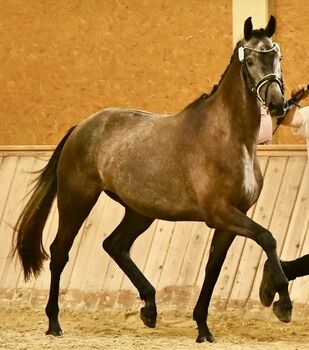 Trakehnerstute, Barbara , Horses For Sale, St. Michael 