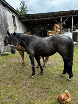 Trakehner Wallach Donausturm 9 Jahre