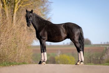 Trakehner Wallach Donausturm 9 Jahre, Tamara , Pferd kaufen, Volkenschwand