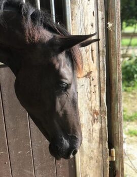 Trakehnerstute 4 jährig (Dressur/Springen/VS)