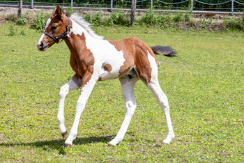 Ein Traum in bunter Jacke - Paint Horse Hengstfohlen mit bester Abstammung, Kerstin Rehbehn (Pferdemarketing Ost), Pferd kaufen, Nienburg