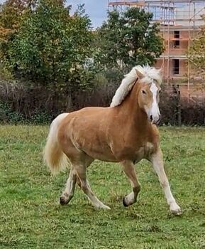 Traum Haflinger Wallach, Katja Milsch , Pferd kaufen, Schwanau