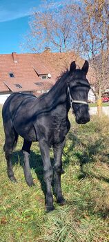 Traum Kumpel in Lackschwarz