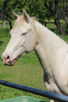 Ein Traum in Smoky Cream, Kerstin Rehbehn (Pferdemarketing Ost), Pferd kaufen, Nienburg