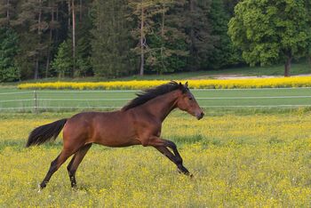 Traumhaft schöne Hannover Jährlingsstute, SE, Pferd kaufen, Burladingen